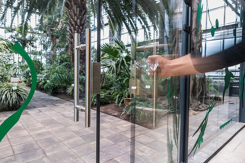 Svētku brīvdienās LU Botāniskajā dārzā atver Baltijā modernāko Palmu māju